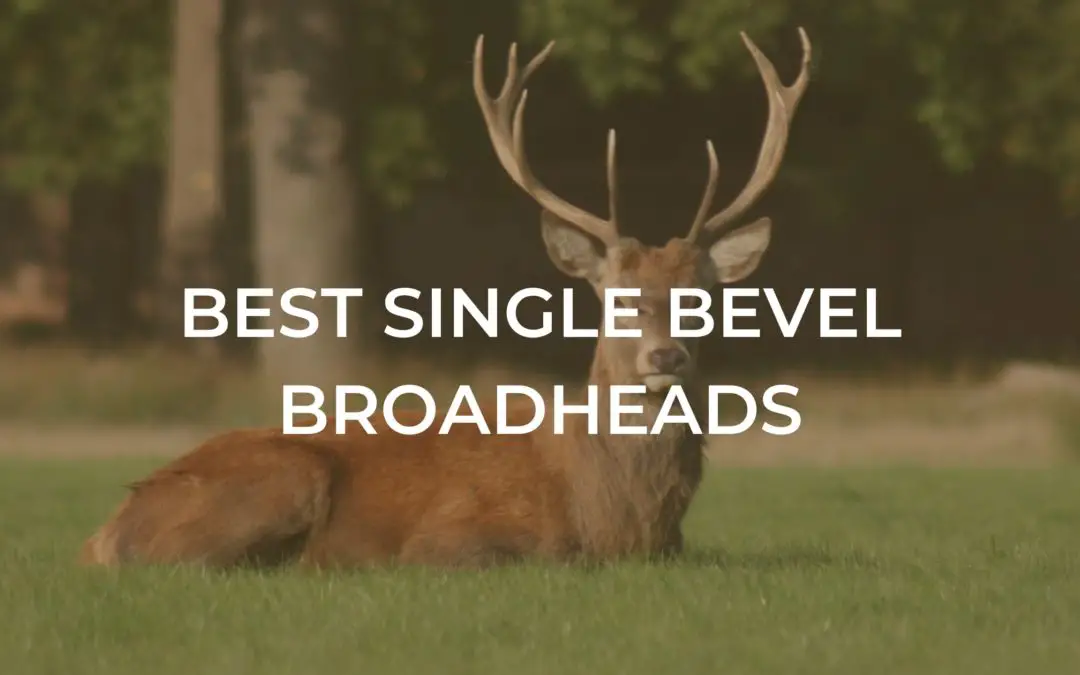 5 Best Single Bevel Broadheads: [2022 guide]