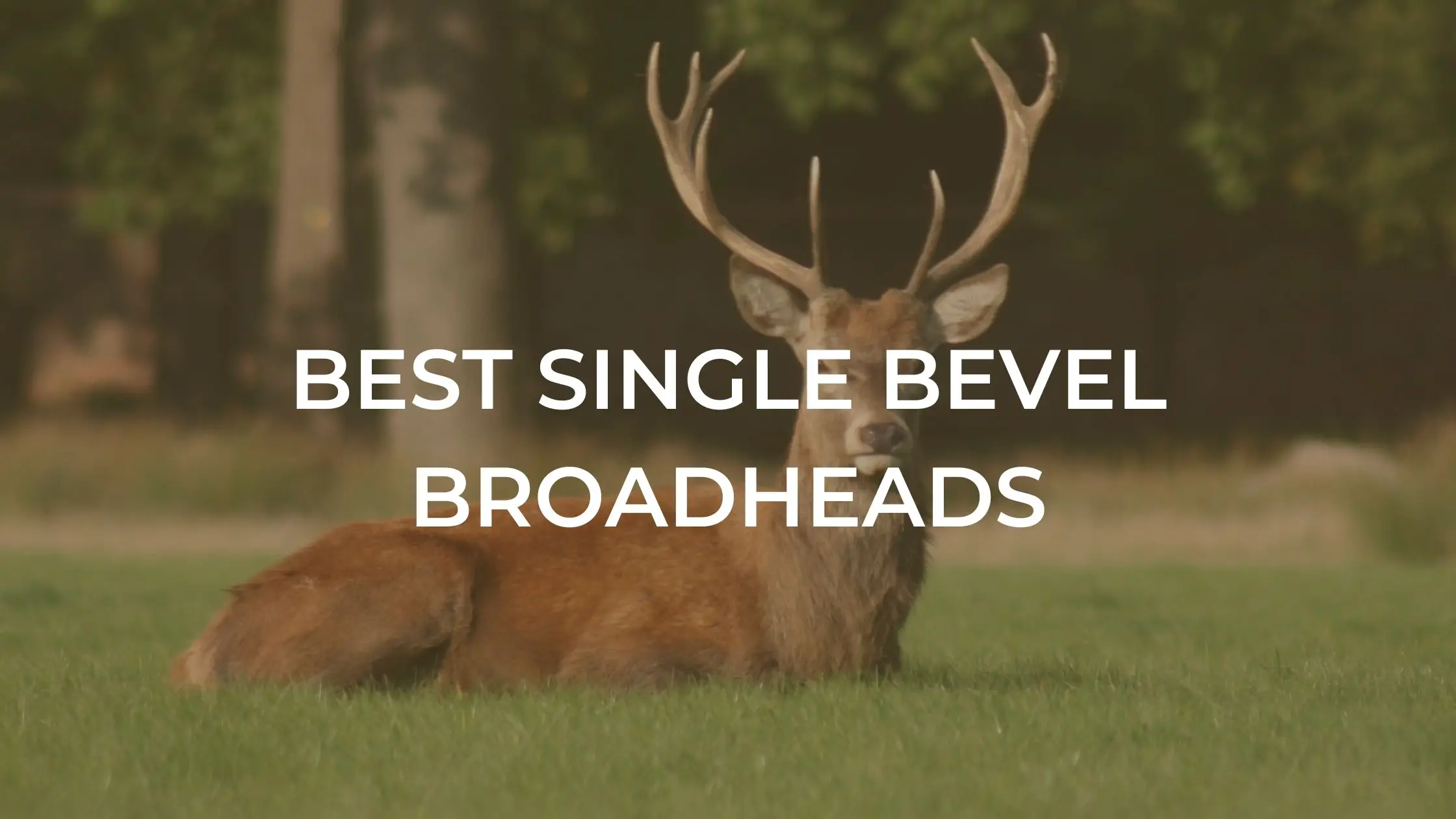 Best Single Bevel Broadheads