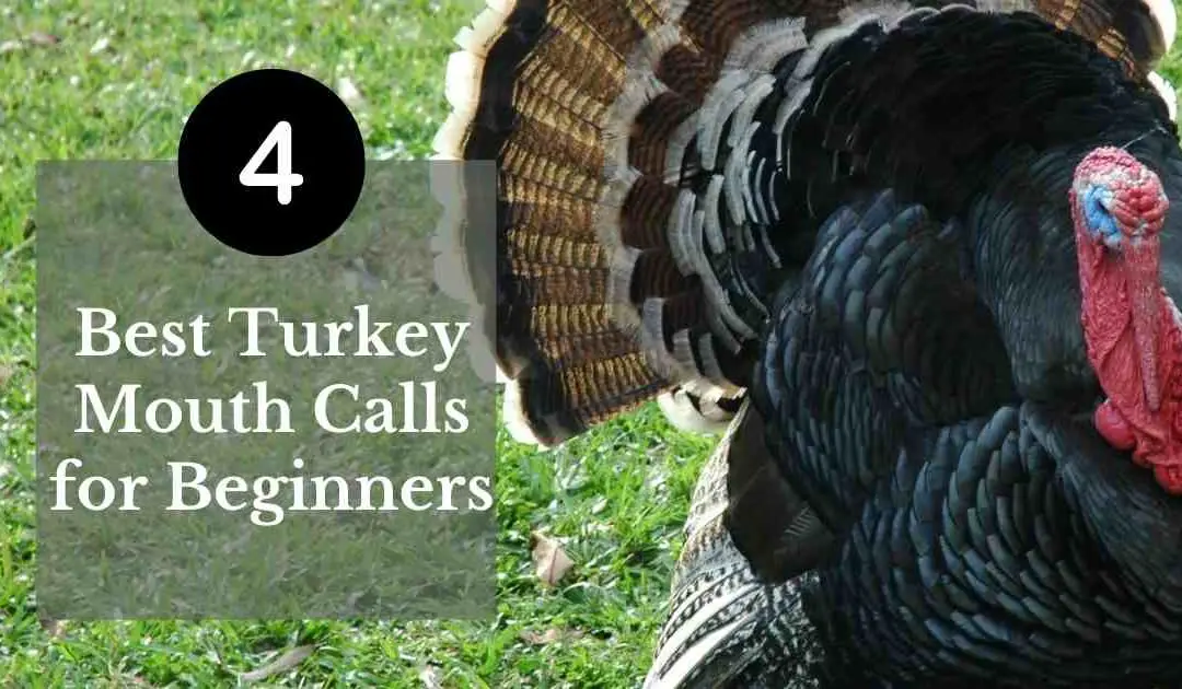 The 4 Best Turkey Mouth Calls for Beginners 2022 Guide