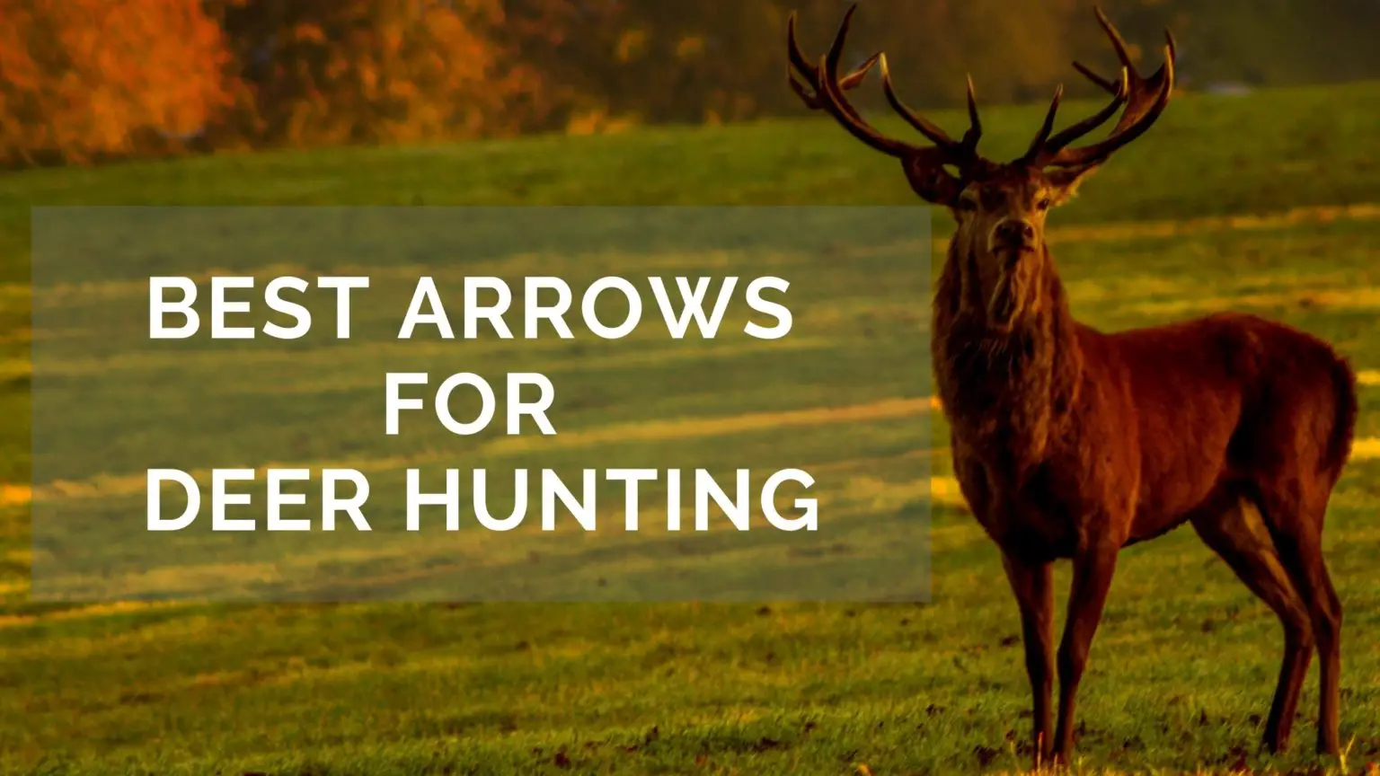 8 Best Arrows For Deer Hunting: 2024 Updated