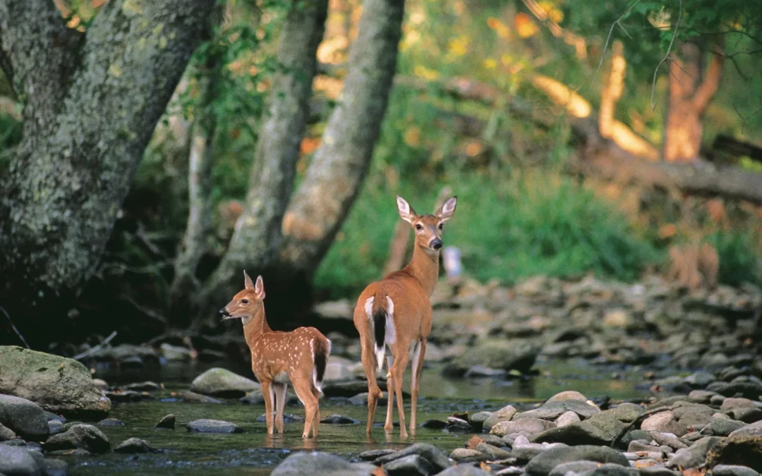 8 Different Types of Deer: full list and guide