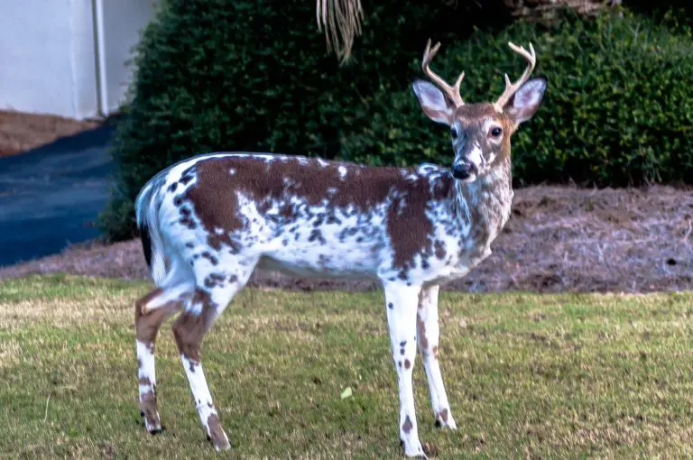 Piebald Deer: Everything you need to know