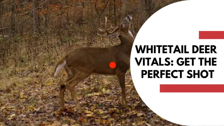 Whitetail Deer Vitals: Get That Perfect Shot